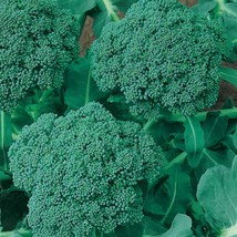 Ship From Us Organic Waltham 29 Broccoli - 6 G Packet ~1800 Seeds - NON-GMO TM11 - £15.10 GBP