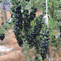 Fresh Feral Organic Black Goji Berry Herbs Seeds - $5.75