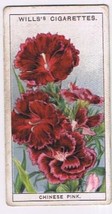 Wills Cigarette Card Garden Flowers #12 Chinese Pink - £0.78 GBP