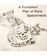 1966 Baby Snow Leopards Advertisement New York Bronx Zoo Babies Animals ... - €26,14 EUR