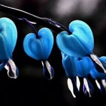 25 Blue Bleeding Heart Seeds Flowers Perennial From US - £8.05 GBP