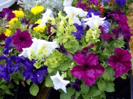 Semilir 245 Seeds Mixed Colors Petunia Red Pink White Purple ++ FlowerA Fast Gro - £7.23 GBP