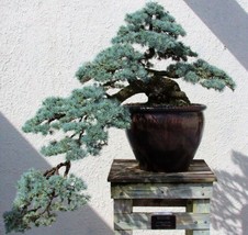 Atlas Cedar {Cedrus Atlantica} Blue Needle 15 Seeds  From US  - $8.35