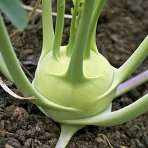 KKG White Vienna Kohlrabi Seeds German Turnip Potato Stem Cabbage Kale S... - $7.89