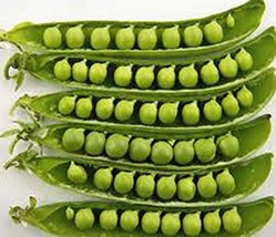 Pea, Sugar Daddy, Heirloom, Organic, Non GMO, 20 Seeds, Delicious Peas - £1.56 GBP
