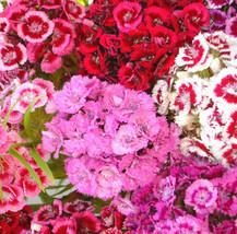 FRESH Sweet William Mix Seeds - Dianthus Barbatus Red Pink Carnation  - £4.74 GBP