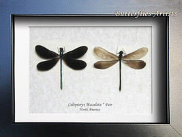 Ebony Jewelwing Calopteryx Maculata Pair Dragonflies Framed Entomology S... - $79.99