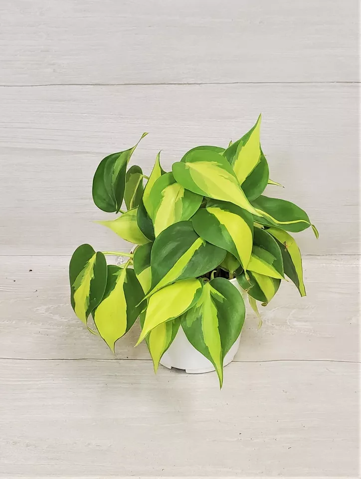 Philodendron Brasil,Variegated heart leaf philodendro, brazil philodendr... - $28.00