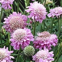 PWO Pink Diamonds Scabiosa Pincushion Flowers Perennial 25+ Pure Seeds - £5.66 GBP