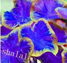 USA SELLER Thailand Caladiums Seeds Blue Leaves With Golden Edge Fresh S... - $10.90