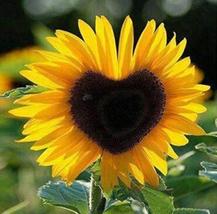 50 seeds Sunflower Seeds for Planting Yellow - £14.86 GBP