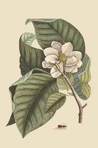 Magnolia by Mark Catesby - Art Print - £17.24 GBP+