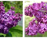 Agincourt Beauty Syringa Lilac Fragrant Plant-6-8 Inch - £31.02 GBP