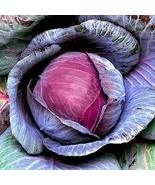 Cabbage - January King, 150 Seeds - £7.38 GBP