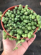4&quot; Live Plant-String of Pearls Shown in Pot Rare Succulent Plant - £24.53 GBP