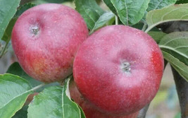 Semilir 25 Kingston Black Apple Seeds USA  Fast Grow From US - $11.80