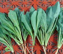 &quot; Isatidis Semente, Plant Traditional Medicine Herb Isatis Tinctoria Gro... - £11.38 GBP