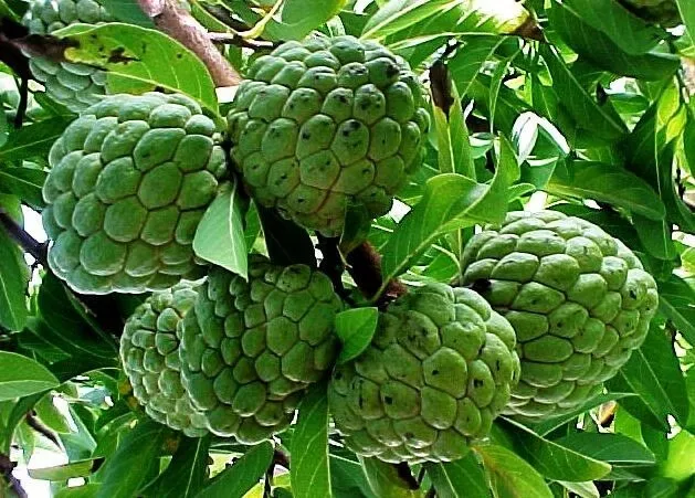 Annona reticulata 5 seeds Custard Apple Wild Sweetsop  Bullocks Heart  - $23.18 CAD