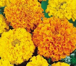 BStore Marigold Flower Seeds 90 Cracker Jack Mix Orange Yellow Annual - £6.75 GBP