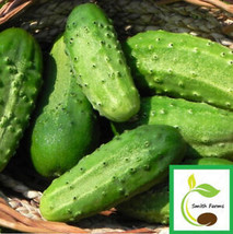 SGH 25 Seeds Indio Cucumbers Planting Edible Food Easy To Grow - $5.49