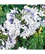 Agapanthus Africanus Fireworks African Lily Strawberry Ice' 100 PCS Seeds - $9.85