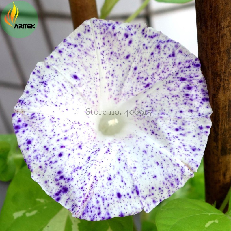 New Fresh Imported White Morning Glory With Purple Spot Flowers 10 Seeds... - $3.43