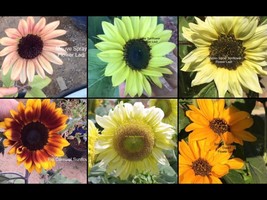 Sunflower Exotic Dwarf Mix+100 Seeds+Buy 2 Get 1 Free?? - £13.42 GBP