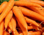 Tendersweet Carrot Seeds 1000 Vegetable Garden Culinary Soups Fast Shipping - $8.99