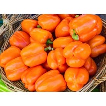 USA SELLER Orange King Sweet Bell Pepper Seeds Fast Shipping - £7.32 GBP