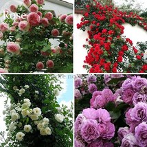 Mixed 4 Types Of Climbing Rose Pink Red White Light Purple Flowers 50 Seeds Frag - $9.11