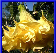 Ballerina Yellow Devil Trumpet Datura 10 Seeds Double Triple Flowers Fresh Seeds - £15.00 GBP