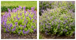 Live Plant - Chartreuse on the Loose Catmint Perennial - Nepeta - Quart Pot - £31.86 GBP