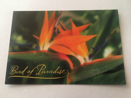 Postcard Unposted Bird Of Paradise Hawaii HI - £1.85 GBP