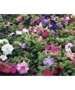 THJAR Petunia- Dwarf Mix- 100 Seeds- BOGO 50% off SALE - €5,22 EUR