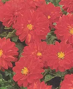 Dahlia Figaro Red Shades 250 seeds - £22.86 GBP