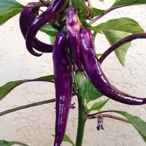 USA Seller Cayenne Purple Hot Pepper Seeds Fast Shipping - £10.30 GBP