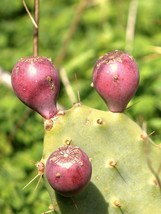 OPUNTIA STRICTA $ erect prickly pear nopal edible cactus nopalea seed 100 SEEDS - £12.45 GBP