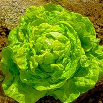 RAFHSTORE White Boston Butterhead Lettuce Seeds 500 Seeds Nongmo 4 Items Ship US - £7.35 GBP