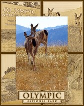 Olympic National Park Laser Engraved Wood Picture Frame Portrait (3 x 5) - £20.36 GBP