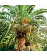 20 Date Palm Phoenix Dactylifera Seeds - US Seller - $3.95