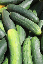Grow In US 25 Cucumber Seeds Marketmore Cucumber Fesh Garden Seeds - $8.29
