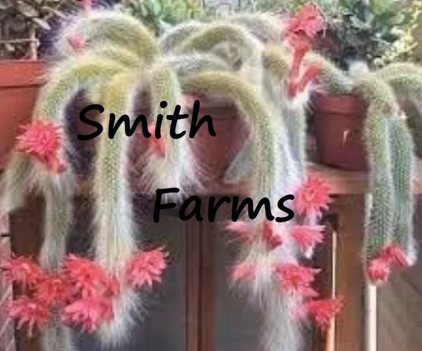 25+ Seeds Monkey Tail Cactus Fuzzy Flowering Plant Pink Blooms Planting ... - $6.94