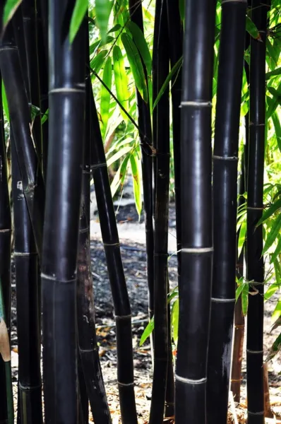 New Fresh 50 Timor Black Bamboo Seeds Privacy Seed Clumping Exotic Shade... - £11.70 GBP