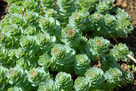 Roseroot Sedum (Rhodiola Rosea) 30+ Seeds Perennial Stonecrop, Medicinal... - £10.69 GBP
