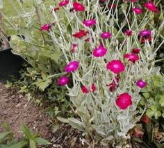 Rose Campion Sun Perennial Pink Flower Seeds - £10.93 GBP