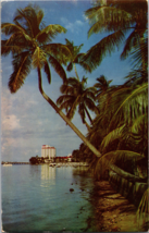 Postcard - Tall coconut trees along the Lake Trail - Palm Beach, Florida (D11) - £4.29 GBP