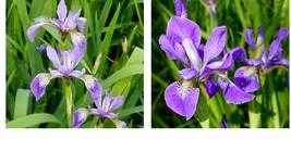 Iris versicolor | Northern Blue Flag | Starter Plant Plug | Native Wildflower - £28.46 GBP