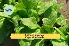 Spinach Viroflay Seeds – 1g for Planting, Heirloom Variety, Fast Growing... - $5.85+
