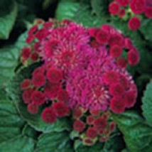 TH 50 Seeds Rouge Royal Hawaïen Agérate Semences Florales - £10.99 GBP