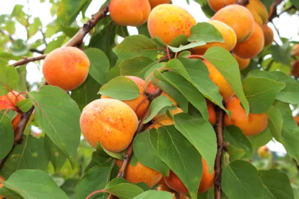 5 Common Apricot Fruit Tree Prunus Armeniaca White Pink Flower Seeds Fresh - £17.38 GBP